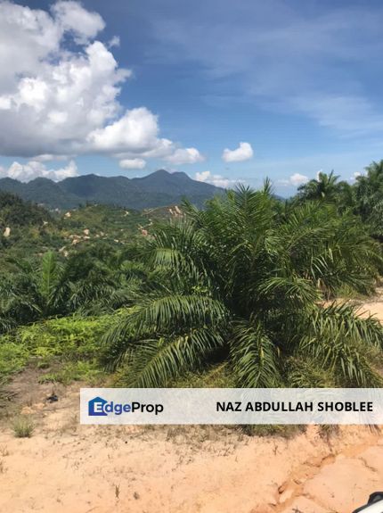 Palm Oil Plantation Manek Urai, Kuala Krai, Kelantan For Sale, Kelantan, Kuala Krai