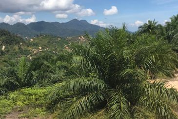 Palm Oil Plantation Manek Urai, Kuala Krai, Kelantan For Sale
