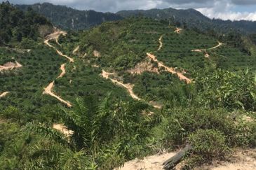 Palm Oil Plantation Manek Urai, Kuala Krai, Kelantan For Sale