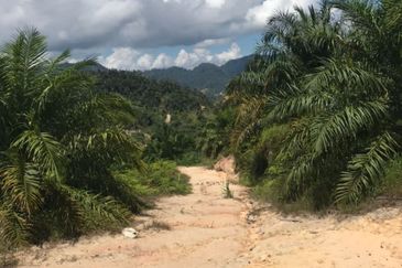 Palm Oil Plantation Manek Urai, Kuala Krai, Kelantan For Sale