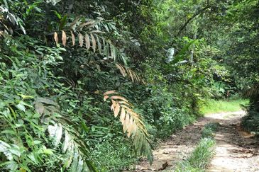 Campsite Potential Development Land Hulu Langat, Selangor For Sale