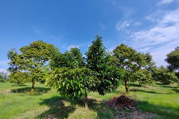 Durian Orchard (Musang King), Sungai Padang, Bentong For Sale