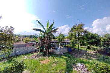 Durian Orchard (Musang King), Sungai Padang, Bentong For Sale