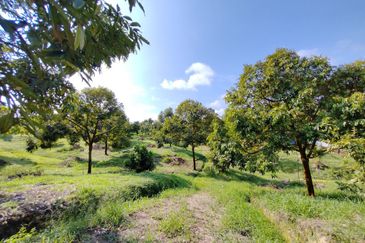 Durian Orchard (Musang King), Sungai Padang, Bentong For Sale