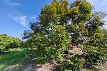Durian Orchard (Musang King), Sungai Padang, Bentong For Sale