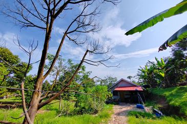 Durian Orchard (Musang King), Sungai Padang, Bentong For Sale
