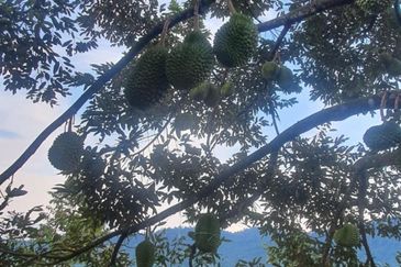 Durian Orchard & Palm Oil Land, Raub, Pahang For Sale