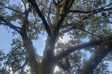 Durian Orchard & Palm Oil Land, Raub, Pahang For Sale