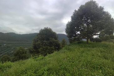 Durian Orchard & Palm Oil Land, Raub, Pahang For Sale