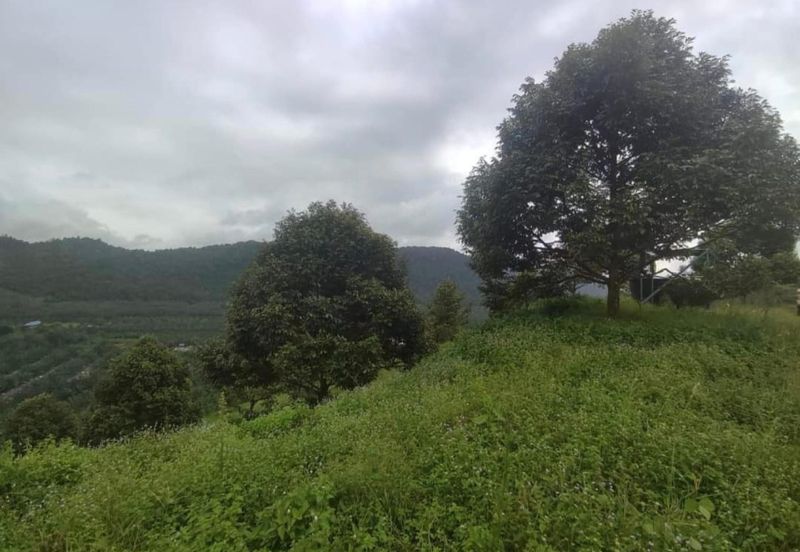 Durian Orchard & Palm Oil Land, Raub, Pahang For Sale