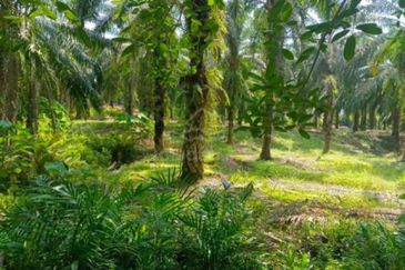 Durian Orchard & Palm Oil Land, Raub, Pahang For Sale