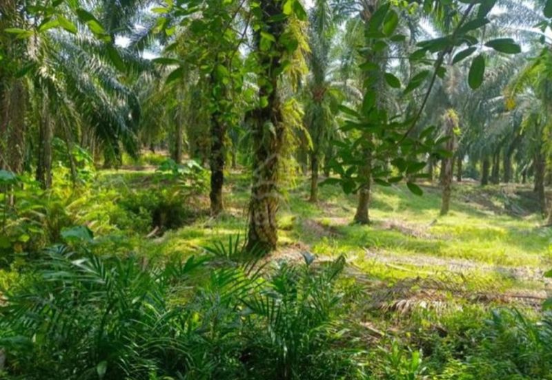 Durian Orchard & Palm Oil Land, Raub, Pahang For Sale