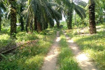 Durian Orchard & Palm Oil Land, Raub, Pahang For Sale