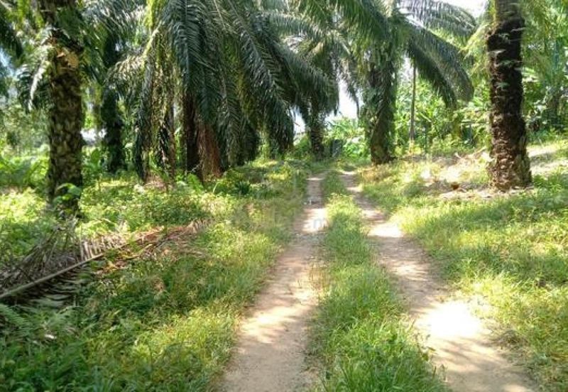 Durian Orchard & Palm Oil Land, Raub, Pahang For Sale