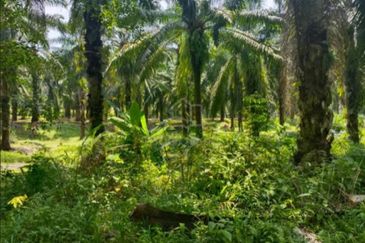 Durian Orchard & Palm Oil Land, Raub, Pahang For Sale