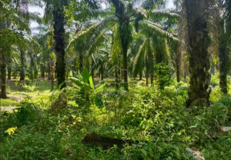Durian Orchard & Palm Oil Land, Raub, Pahang For Sale