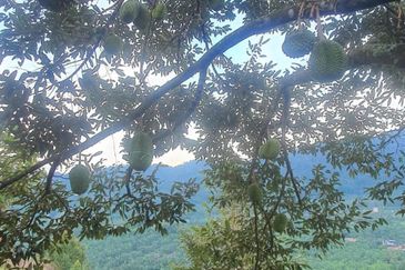 Durian Orchard & Palm Oil Land, Raub, Pahang For Sale