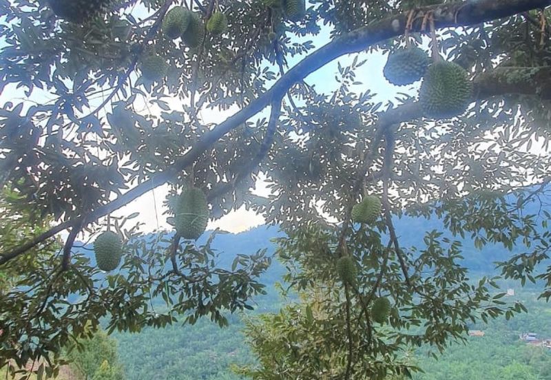 Durian Orchard & Palm Oil Land, Raub, Pahang For Sale