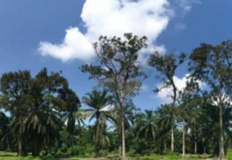 [FRONTING ROAD] Residential Potential Development Land Banting, Selangor For Sale