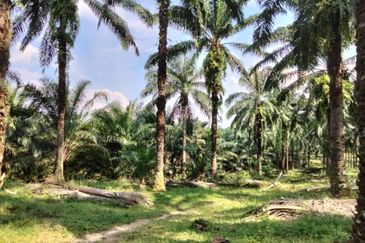 Palm Oil Land, Jalan Telok Dato, Sepang For Sale