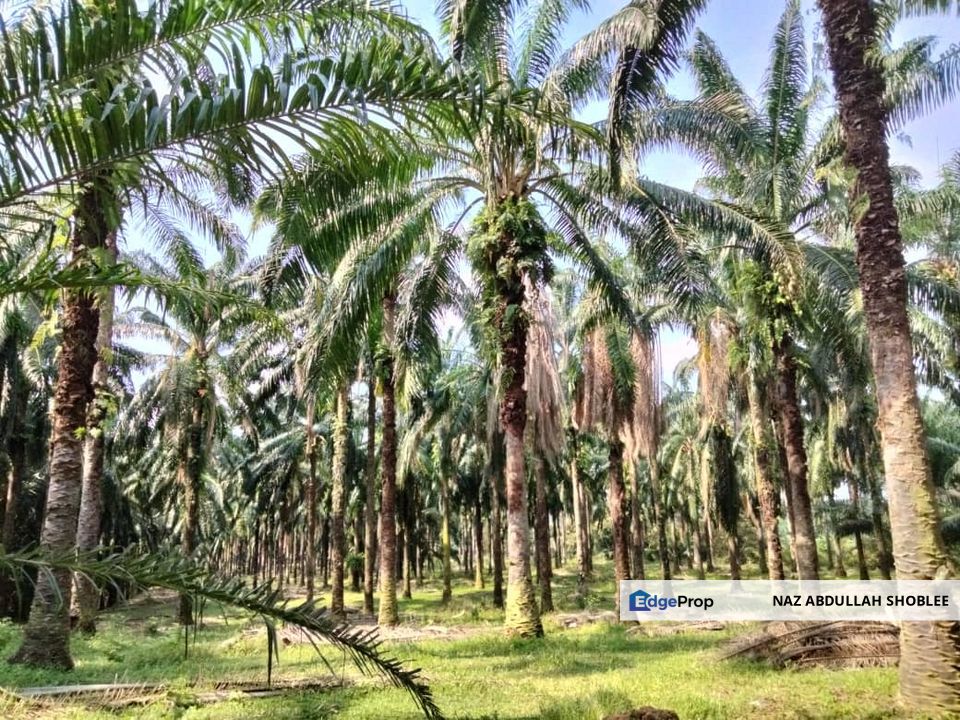Palm Oil Land, Jalan Telok Dato, Sepang For Sale, Selangor, Sepang