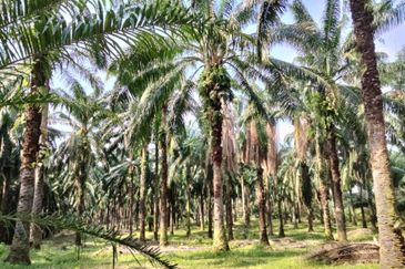 Palm Oil Land, Jalan Telok Dato, Sepang For Sale