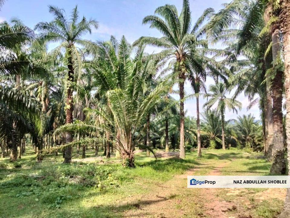 Palm Oil Land, Jalan Telok Dato, Sepang For Sale, Selangor, Sepang