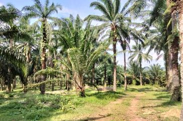 Palm Oil Land, Jalan Telok Dato, Sepang For Sale