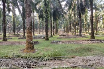 Palm Oil Land, Jalan Telok Dato, Sepang For Sale