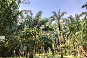 Palm Oil Land, Jalan Telok Dato, Sepang For Sale