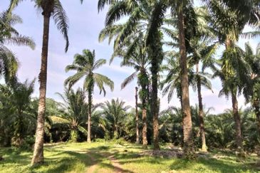 Palm Oil Land, Jalan Telok Dato, Sepang For Sale