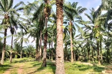 Palm Oil Land, Jalan Telok Dato, Sepang For Sale