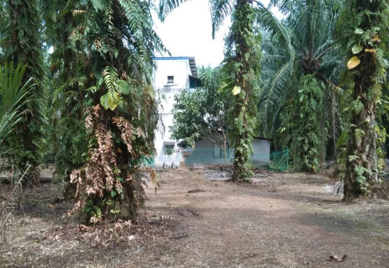 [NEXT TO MAIN ROAD] Agriculture Land Kampung Kundang, Tanjung Sepat For Sale