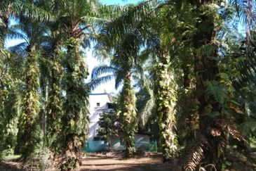 [NEXT TO MAIN ROAD] Agriculture Land Kampung Kundang, Tanjung Sepat For Sale