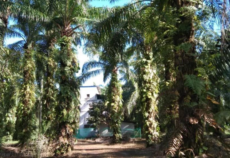 [NEXT TO MAIN ROAD] Agriculture Land Kampung Kundang, Tanjung Sepat For Sale