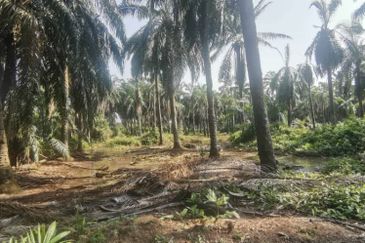 Agriculture Land Ijok, Kuala Selangor For Sale