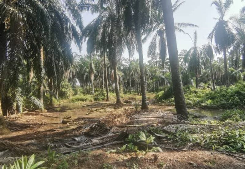 Agriculture Land Ijok, Kuala Selangor For Sale