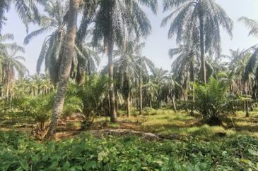 Agriculture Land Ijok, Kuala Selangor For Sale