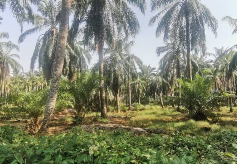 Agriculture Land Ijok, Kuala Selangor For Sale
