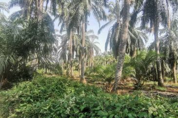Agriculture Land Ijok, Kuala Selangor For Sale