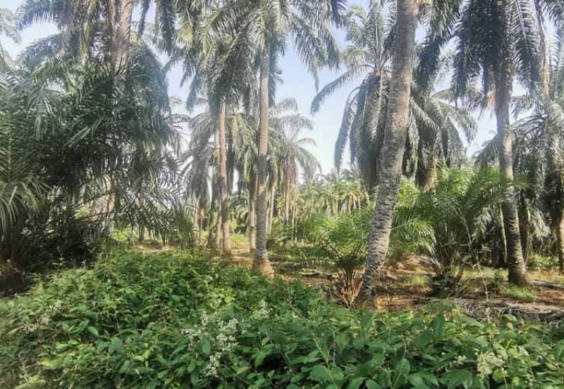 Agriculture Land Ijok, Kuala Selangor For Sale