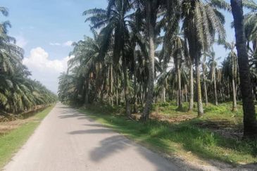 Agriculture Land Ijok, Kuala Selangor For Sale