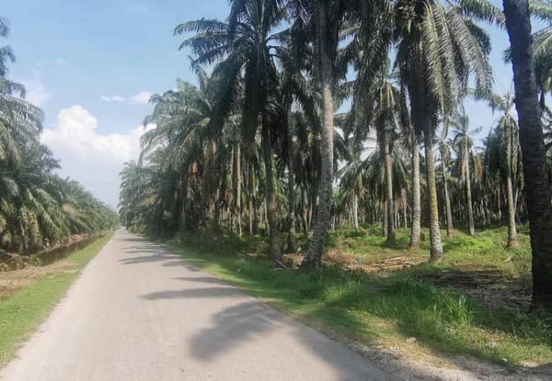Agriculture Land Ijok, Kuala Selangor For Sale