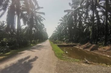 Agriculture Land Ijok, Kuala Selangor For Sale