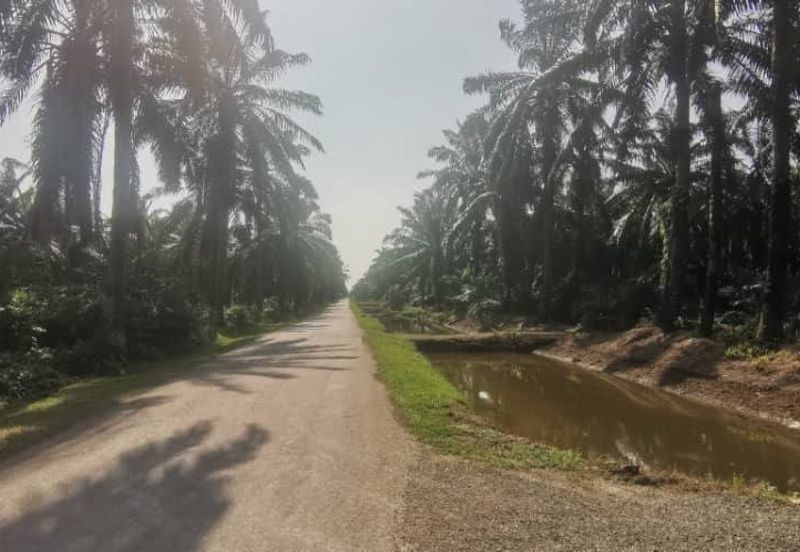 Agriculture Land Ijok, Kuala Selangor For Sale