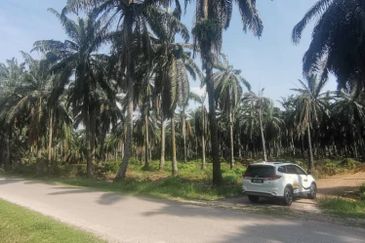 Agriculture Land Ijok, Kuala Selangor For Sale