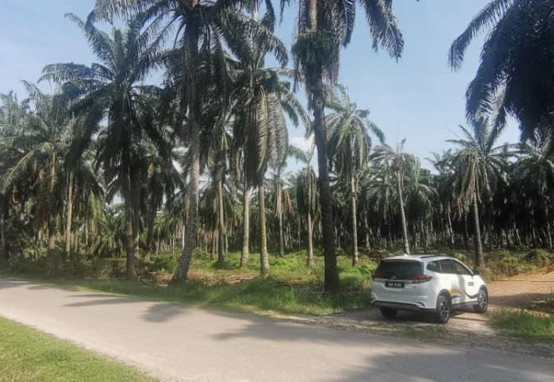 Agriculture Land Ijok, Kuala Selangor For Sale