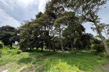 [NEAR KLIA] Durian Orchard Labu, Salak Tinggi For Sale