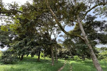 [NEAR KLIA] Durian Orchard Labu, Salak Tinggi For Sale