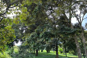 [NEAR KLIA] Durian Orchard Labu, Salak Tinggi For Sale